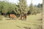 Inversiones Maule - Proyectos Realizados (14)